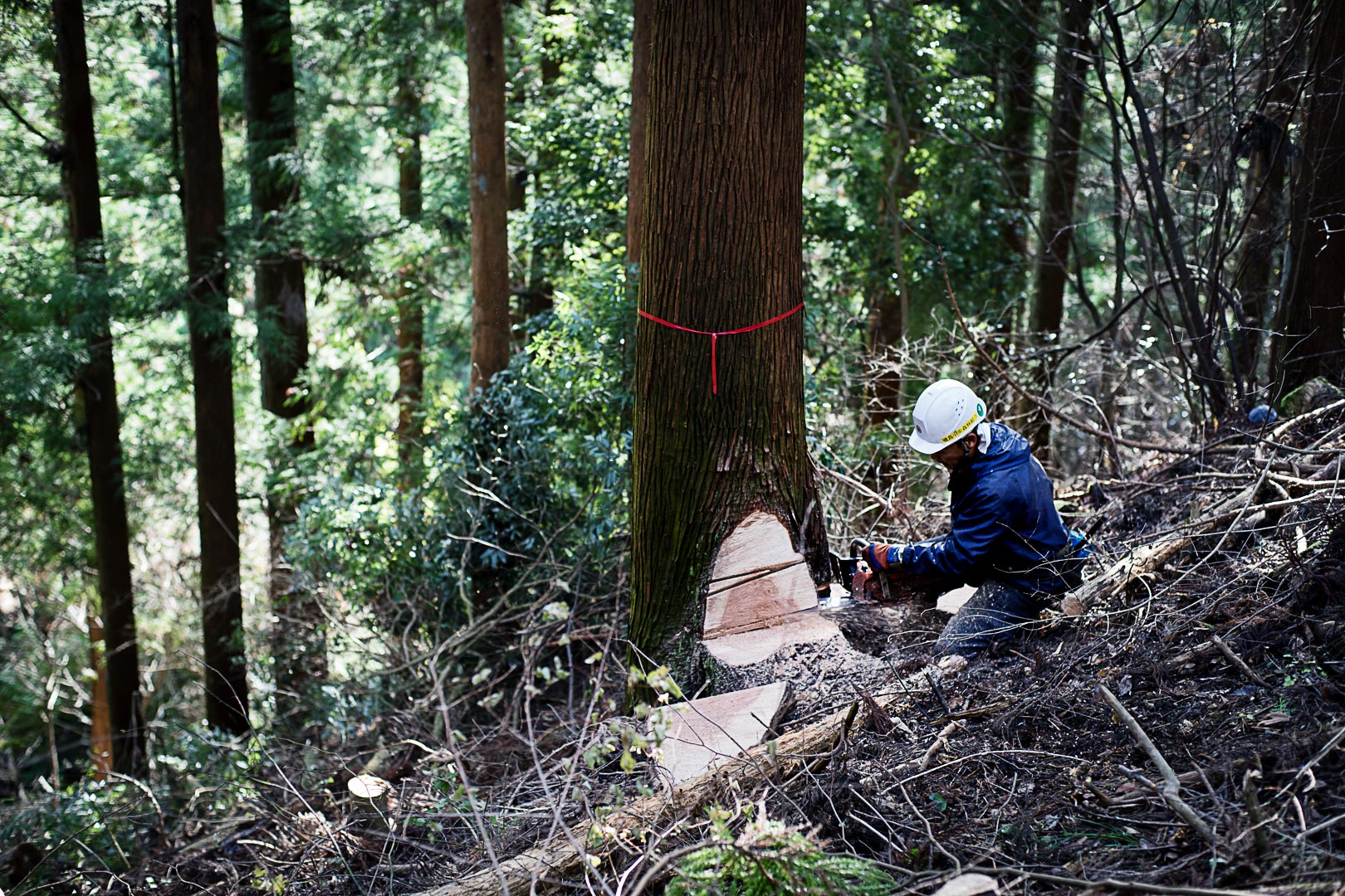cedar-logging-201512-1-350dpi-50per
