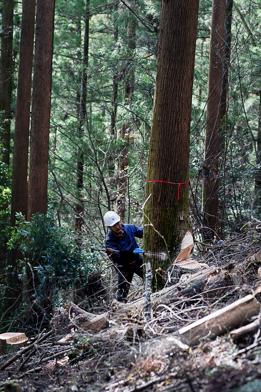 cedar-logging-201512-2