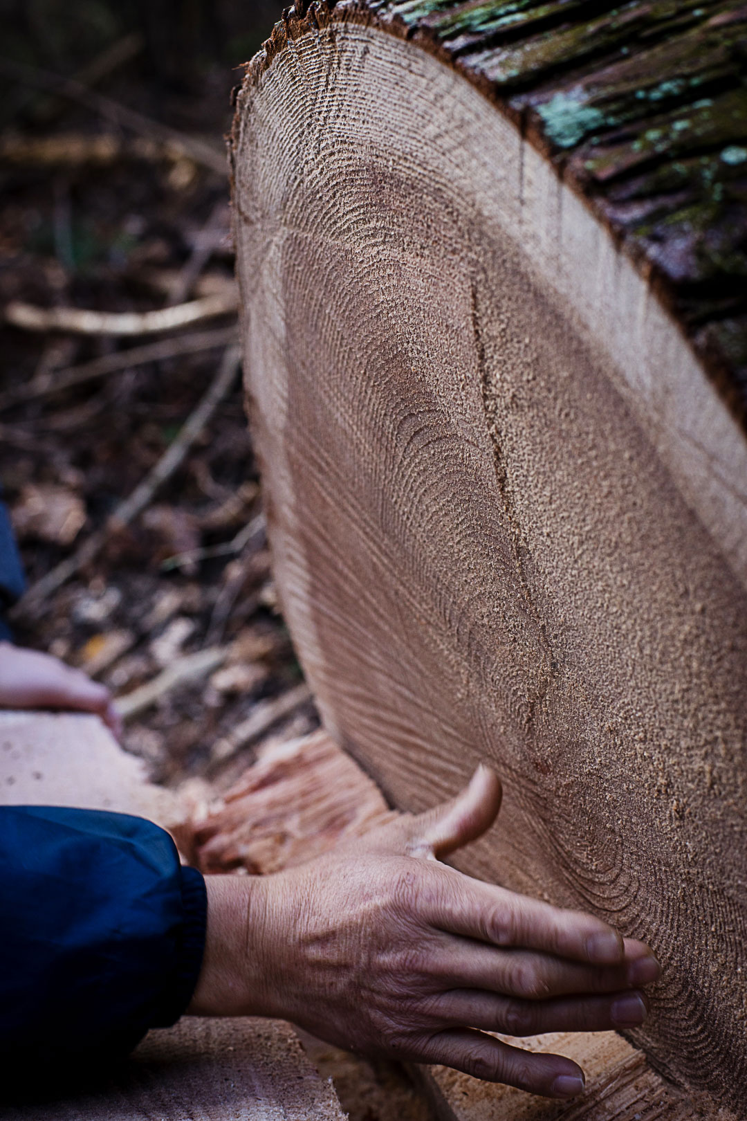 cedar-logging-201512-6