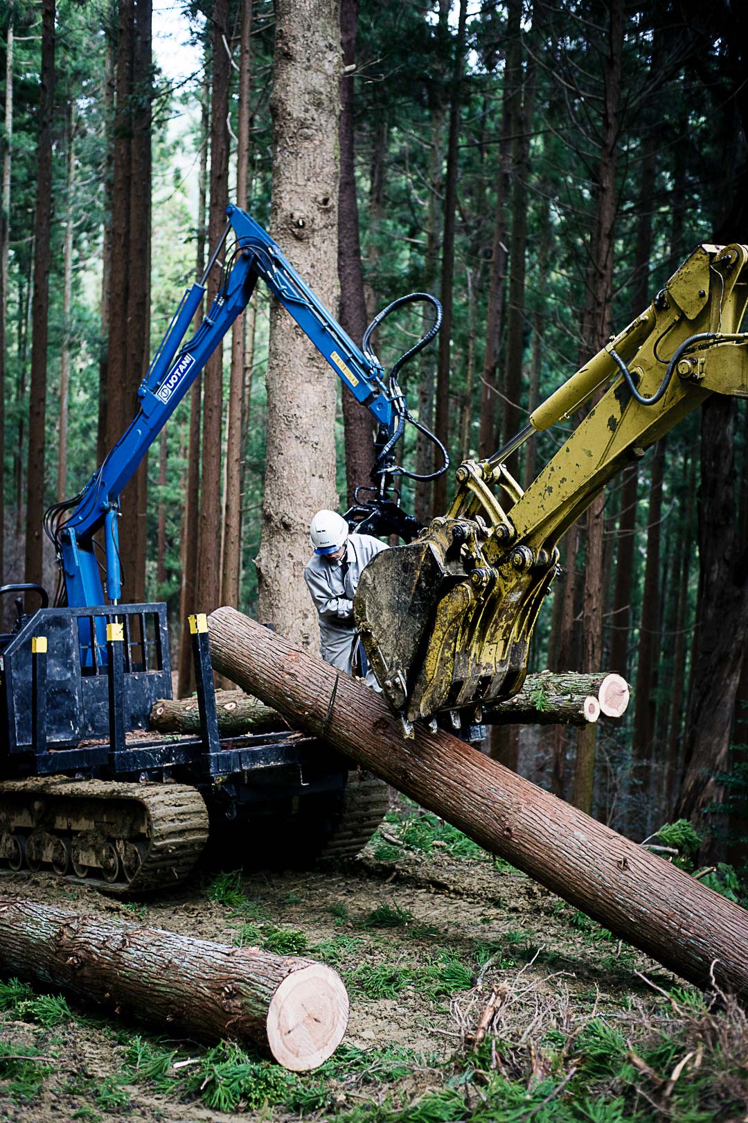 cedar-logging-201512-7